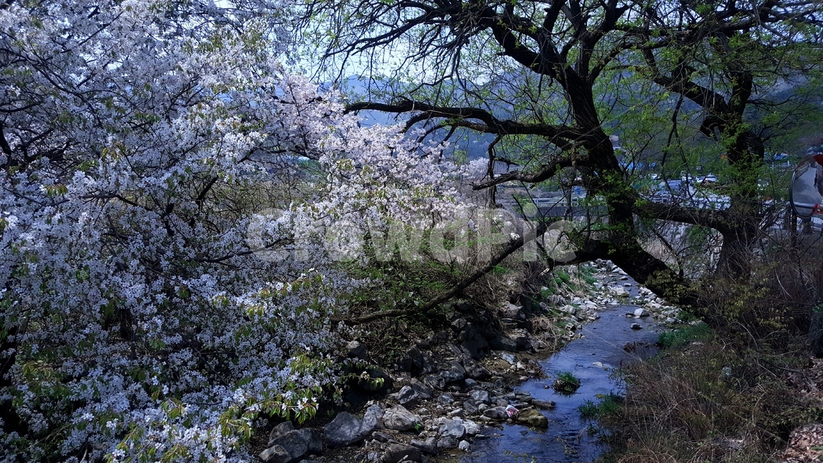 봄,꽃,자연,봄꽃,풍경,봄이오는풍경,계곡,계룡산,상신리,spring,flower