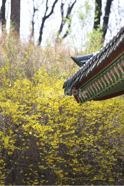 궁,창덕궁,봄,palace,spring,flower,꽃,봄,계절,spring,season,한국전통,한국문화,korean traditional,korean culture,식물,자연,plants,nature,꽃,flower,건축물,건물외관,exterior,building,structure,architecture,construction