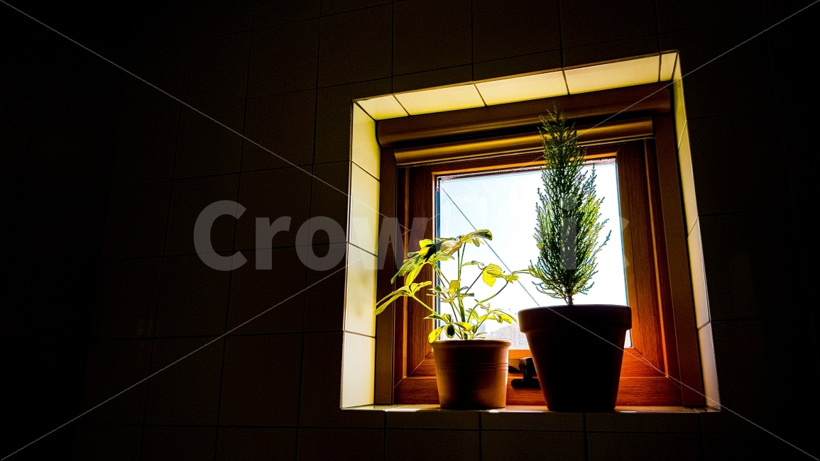 식물,친구,해바라기,햇살,동무,율마,korea,buddy,friend,sunshine,식물,자연,plants,nature,실내용화초,화분,화초,house plant,인테리어,실내디자인,interior design