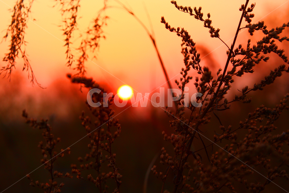 노을,갈대,해,역광,그림자,분홍빛,sunset,pink,nature,식물,자연,plants,nature