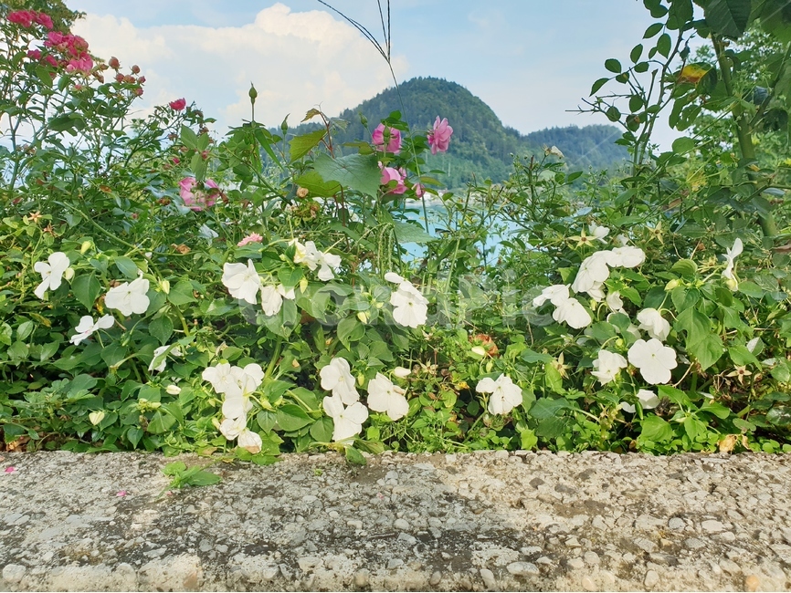 꽃,식물,flower,블레드섬,bled,블레드호수,island,자연,경치,풍경,nature,landscape,beldcastle,자연,풍경,nature,landscape,plant