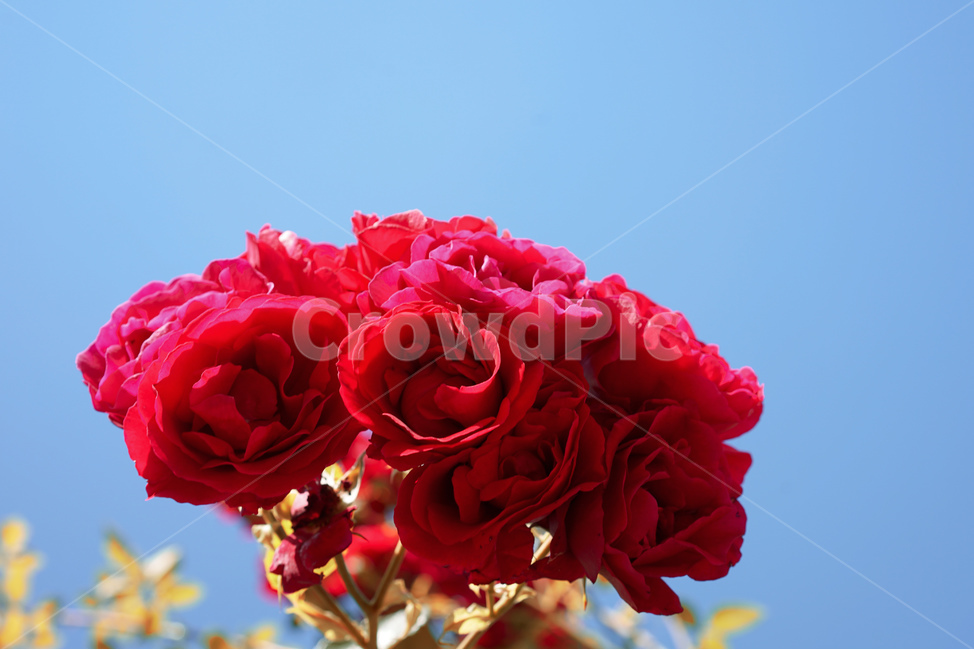 장미,하늘,식물,꽃,나무,plant,flower,rose