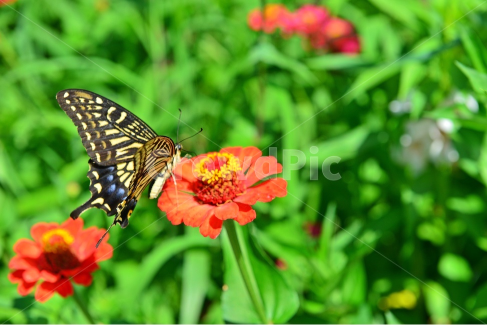nature,자연,outdoors,옥외,백일홍,호랑나비,나비,plant,식물,식물,자연,plants,nature,꽃,flower,동물,animal,곤충,벌레,insect,bug