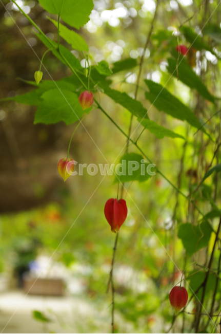 꽃,flower,plant,color,브라질아브틸론,식물,자연,plants,nature,꽃,flower