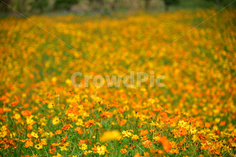 노랑,노란소스모스,가을,자연,코스모스,금계국,flower,plant,꽃,식물,자연,plants,nature,꽃,flower