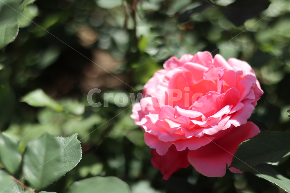 장미,꽃,풍경,핑크,5월,식물,자연,plants,nature,꽃,flower
