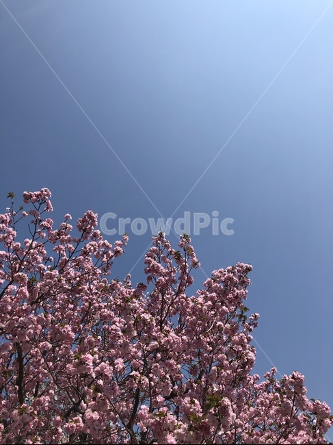 flower,꽃,벚꽃,cherryblossom,겹벚꽃