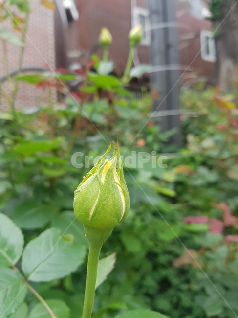 flower,꽃,blossom,꽃봉우리,꽃망울,몽우리,식물,자연,plants,nature,꽃,flower