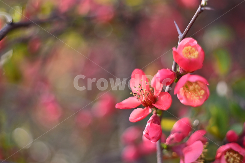 명자나무,보케,빛망울,플레어,봄꽃,관상용,낙엽관목,장미과,꽃,플라워,빨강색꽃,나무꽃,배경,백그라운드,시즌,계절,season,springflowers,flowers,flare,plant,식물,야외,옥외,아웃도어,blossom,봄배경,봄,계절,spring,season,식물,자연,plants,nature