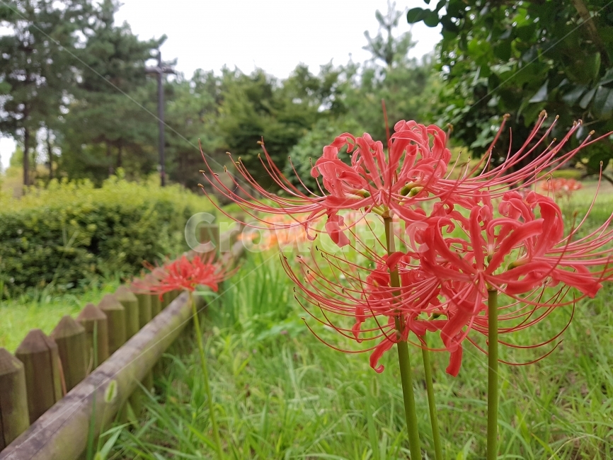 꽃무릇,석산,꽃,가을,붉은꽃,빨간꽃,redflower,fall,autumn,flower,식물,자연,plants,nature,꽃,flower
