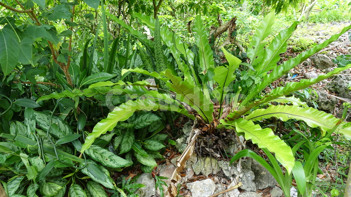 green,초록,plant,식물,자연,nature