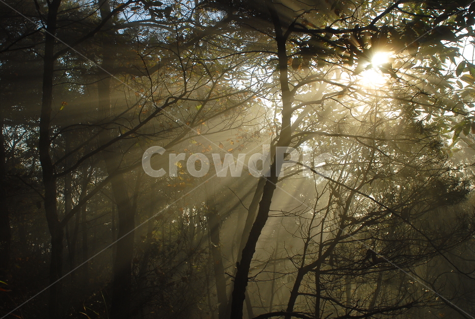 빛,빛내림,아침햇살,안개,숲속,숲속빛,자연,풍경,nature,landscape,light,flare,플레어,sunlight,햇빛