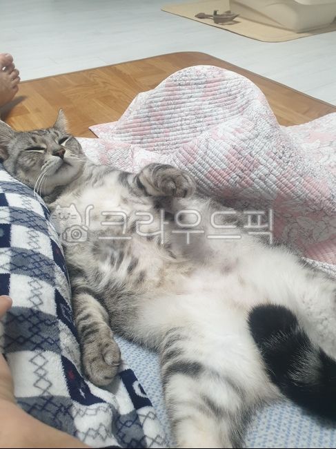 dog cat,cat,fat cat,pet