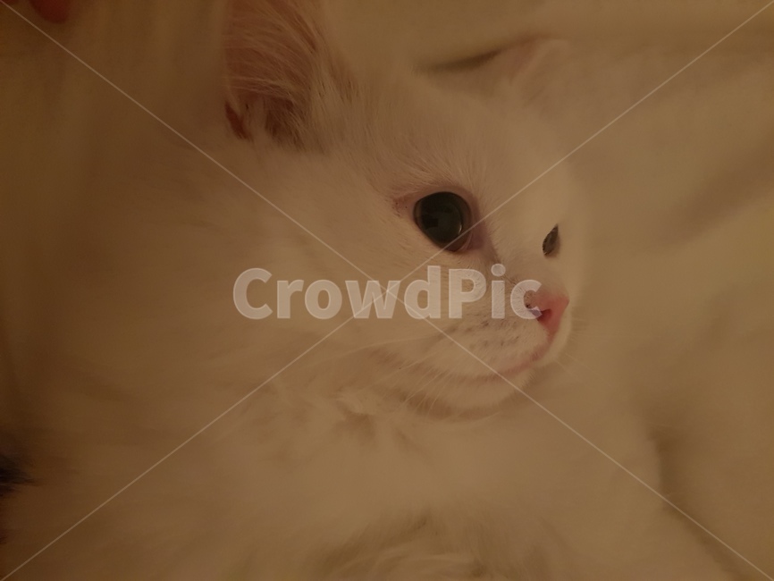 고양이,먼치킨,동물,cat,pet,포유류,반려묘,애완묘,미묘,예쁜고양이,동물,animal,포유류,mammal,고양이,cat,kitten,kitty