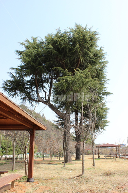 소나무,공원,park,tree,정자