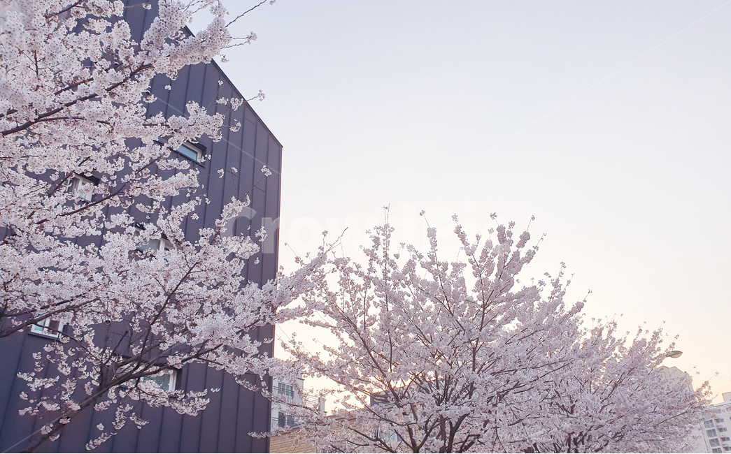 blossom,cherryblossom,식물,flower,plant,꽃,벚꽃,하늘,야외,자연,봄,계절,spring,season