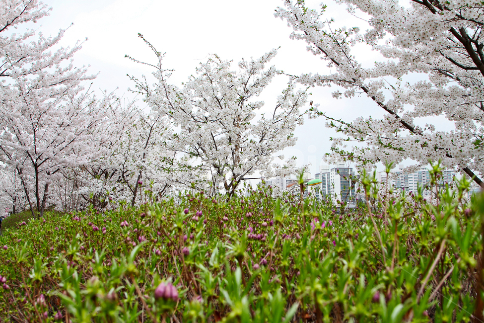 벚꽃,봄,공원,사쿠라,철쭉,봄,계절,spring,season,자연,풍경,nature,landscape,plant,식물,blossom,꽃,flower