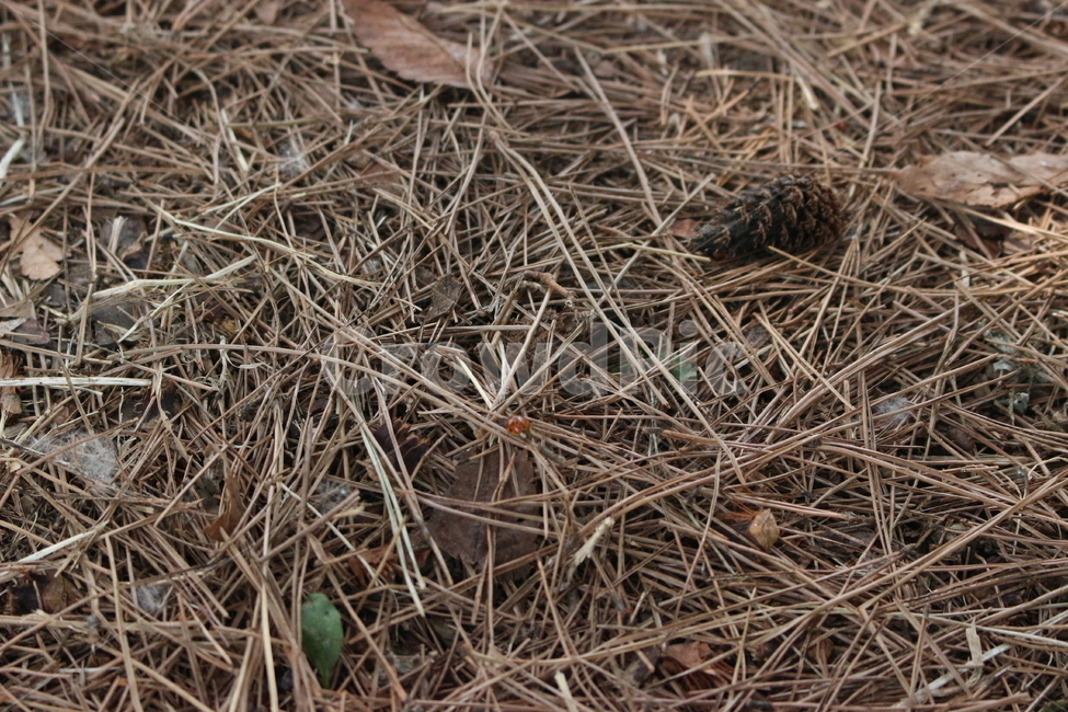 마른나무가지,솔가지,솔,잔디,거름,자연,풍경,nature,landscape,ground,바닥