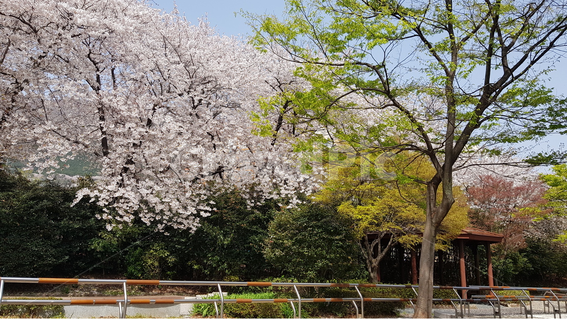 진해,공원,벚꽃,군항제,봄,봄,계절,spring,season,자연,풍경,nature,landscape,식물,plants,나무,trees,wood,plant