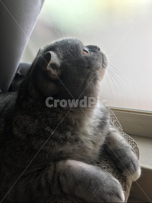 고양이,냥,통통,창문,야옹