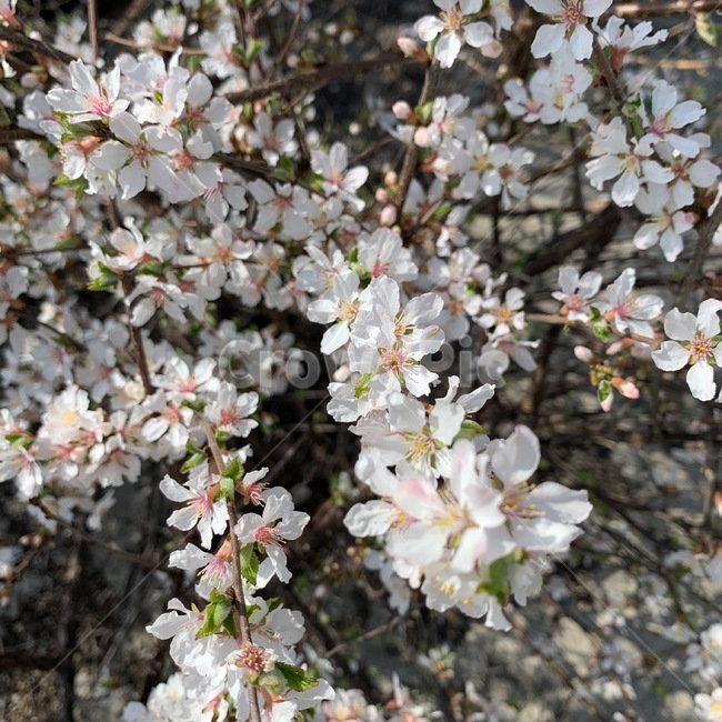 flower,꽃,blossom,plant,식물,cherryblossom,벚꽃