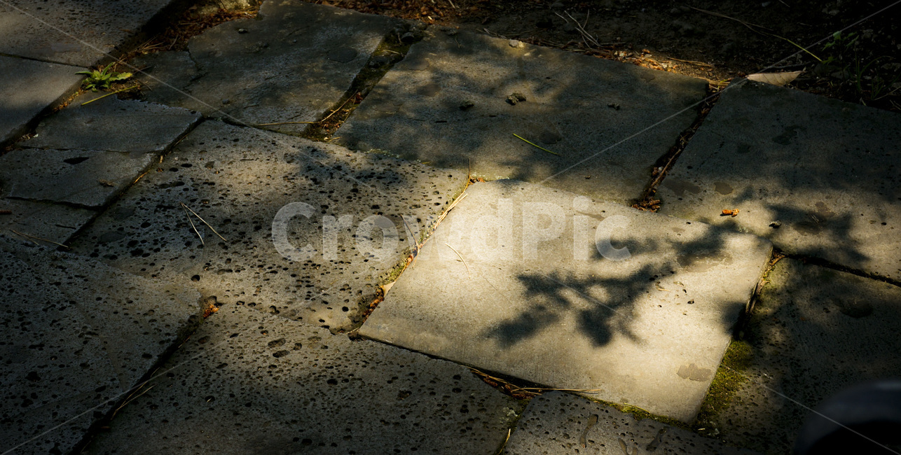 그림자,자연,빛,나뭇잎,풀잎,shadow,nature,light,leaf,식물,자연,plants,nature,실루엣,그림자,silhouette,shadow