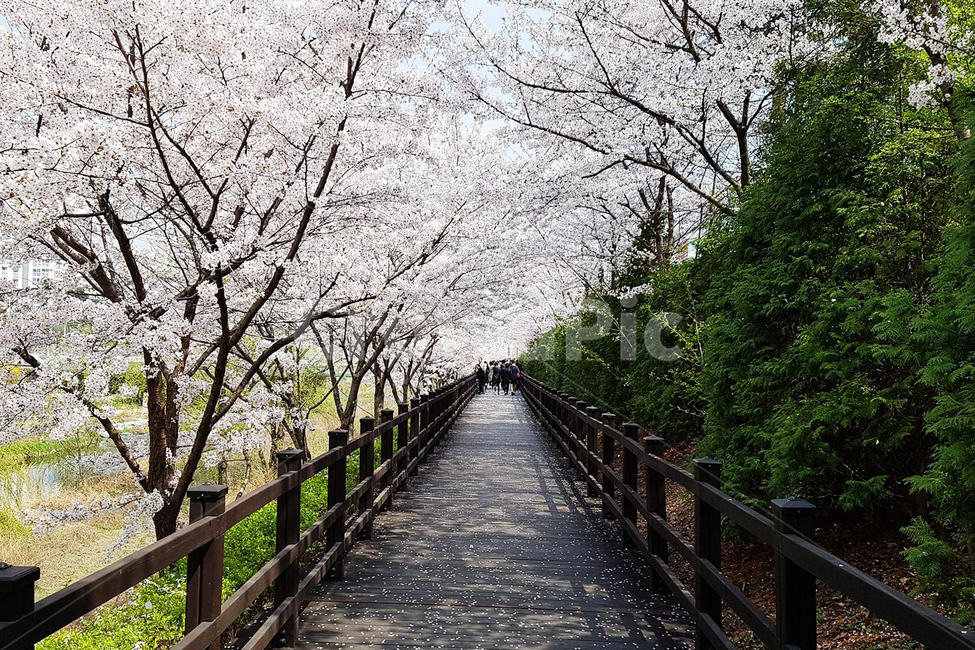 봄,벚꽃길,벚꽃,산책길,산책로,spring,길,예쁜길,plant,봄,계절,spring,season,식물,bridge,다리,building,건물
