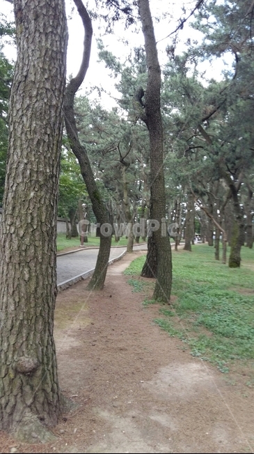 나무,숲,숲길,식물,풍경,nature,tree