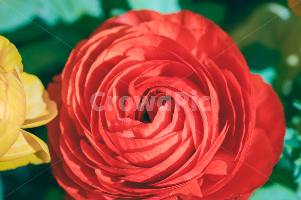꽃,flower,식물,야생화,라넌큘러스,식물,자연,plants,nature