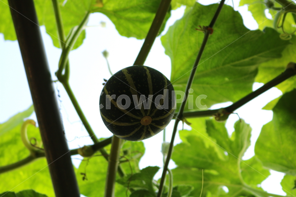 박,호박,식물,덩굴식물,열매,넝쿨식물,자연,식물,자연,plants,nature,과일,열매,fruit