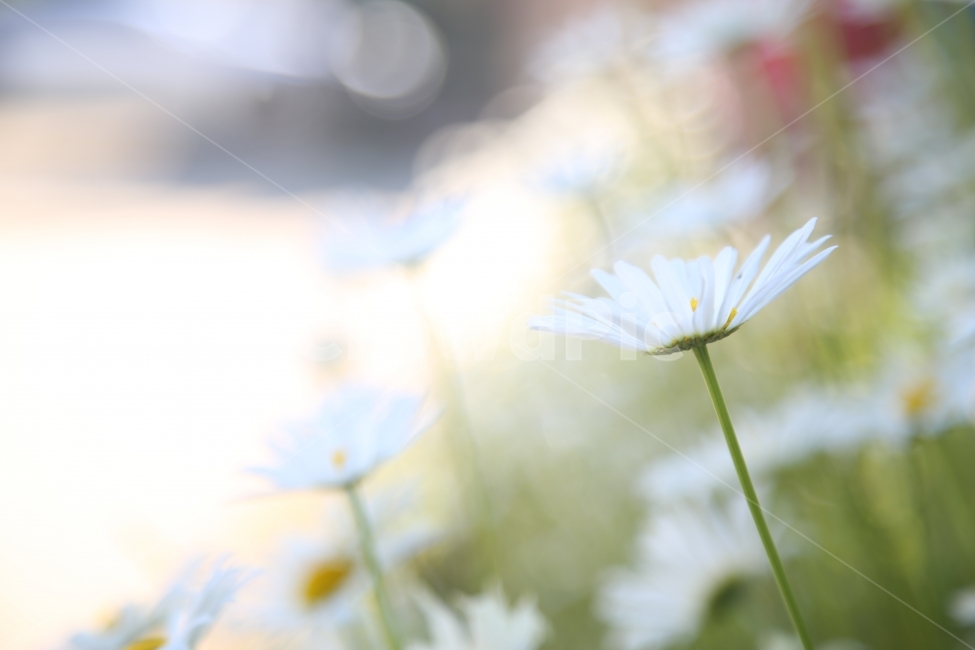 꽃,감성,봄,햇살,자연,하늘,식물,자연,plants,nature,꽃,flower,감성,sensible,feeling