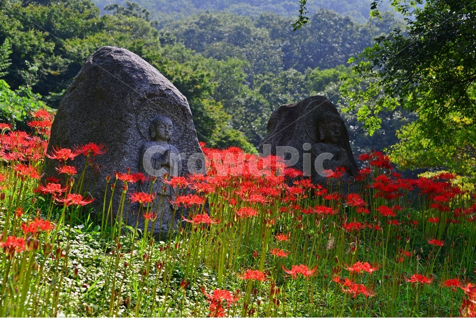 field,들,grassland,목초지,nature,자연,outdoors,옥외,plant,식물,함평,용천사,사찰,절,불교,상사화,꽃무릇,꽃무릇축제,불상,석상