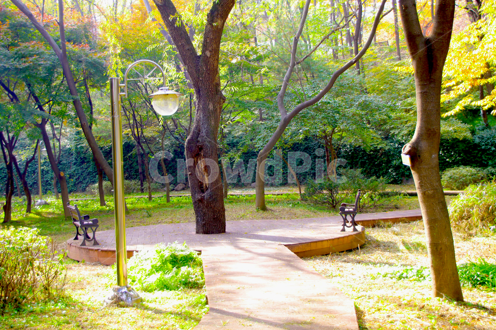 공원,아침,이슬,안개,나무,낙엽,자연,풍경,nature,landscape,tree,plant,식물
