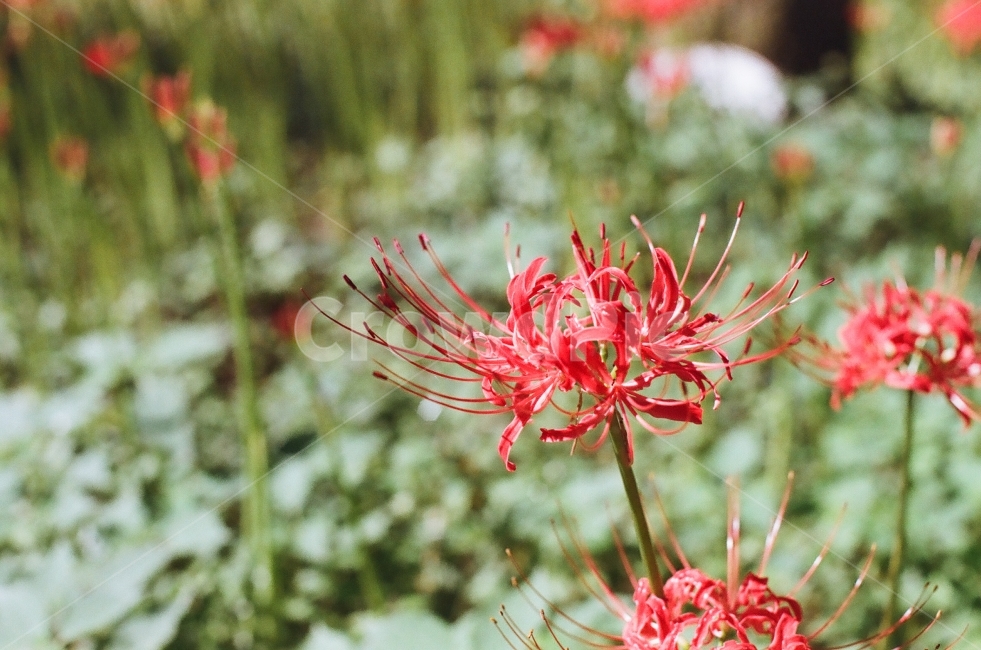필름,필름사진,풍경,경치,꽃,landscape,flower,감성,감성사진,느낌,꽃무릇,상사화,가을,식물,자연,plants,nature,꽃,flower