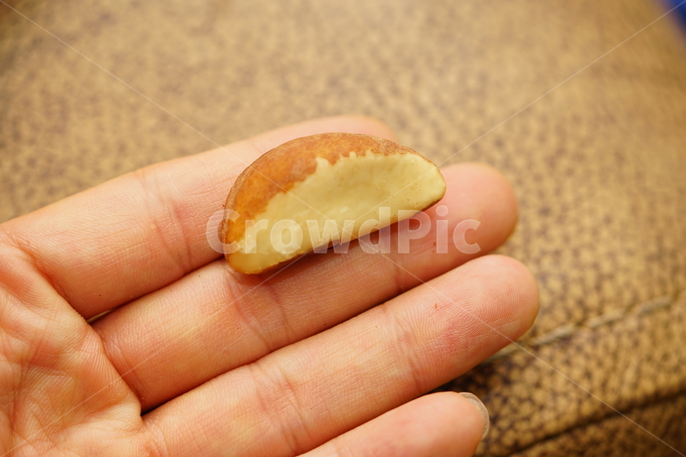 견과류,씨앗,접사,브라질너트,브라질넛,먹거리,안주,안주거리,음식,간식,건강식,견과,푸드,슈퍼푸드,주전부리,사람,인물,인간,human,person,신체일부,몸,body,음식,식재료,요리,food,cook,meal,dishes,food reserves,콩류,견과류,beans,pulse,nuts,dry fruits
