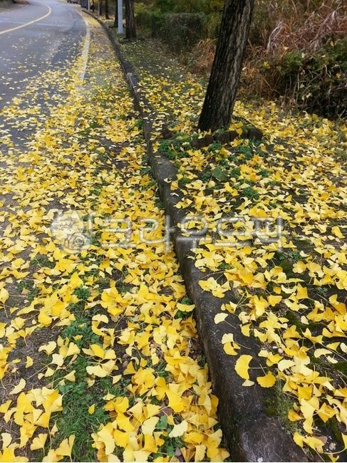 은행잎,가을,노란단풍,노란은행잎,노랑색,가을길