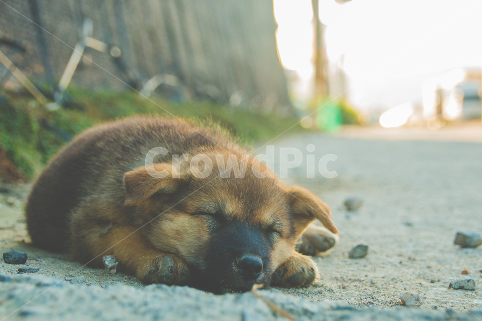 강아지,진돗개,개,반려견,동물,포유류,dog,doggy,낮잠,잠,sleep,nap,감성,감정,sensible,누렁이,animal,풍경,낮,동물,animal,포유류,mammal,개,강아지,dog,doggy,휴식,힐링,rest,relaxation,healing