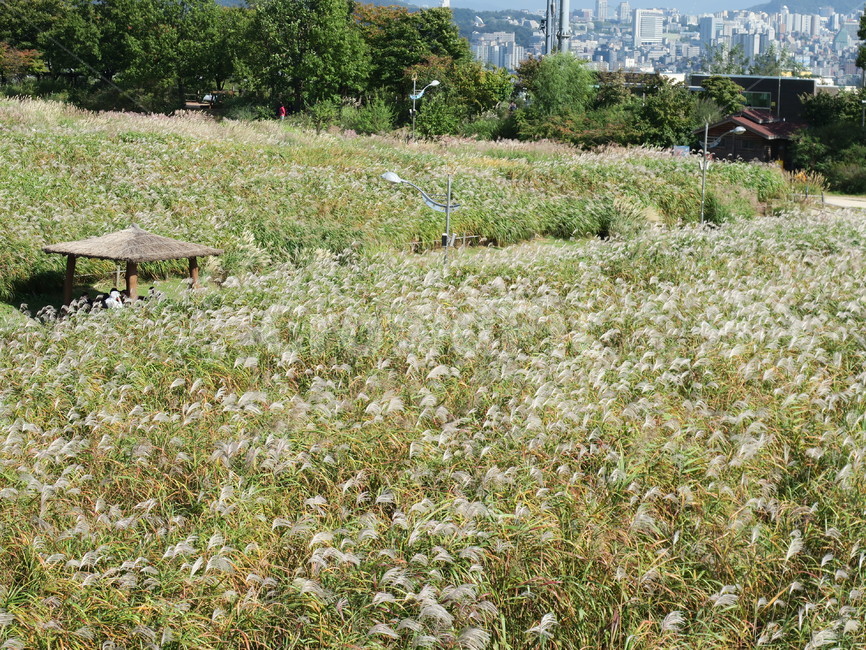 들,자연,가을,갈대,옥외,outdoors,식물,자연,plants,nature