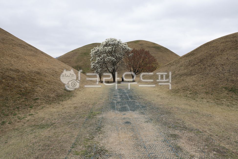 경주,대왕릉,목련꽃,대왕릉목련꽃,경주대왕릉목련꽃