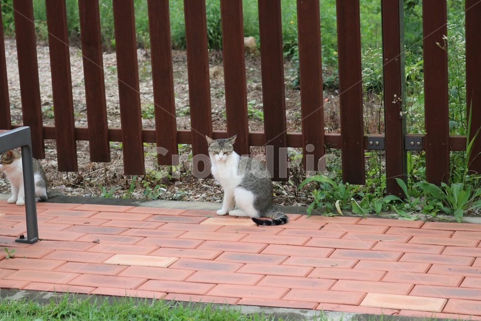 고양이,길고양이,야생,동물,cat,wild,animal,neko,doubutsu,동물,animal,포유류,mammal,고양이,cat,kitten,kitty