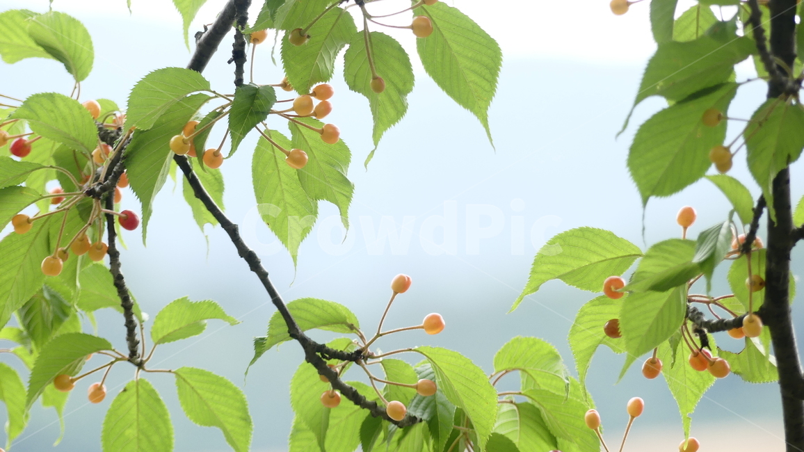 산수유,열매,과일,농촌,여름,풍요,시원,한약재,건강,나무잎