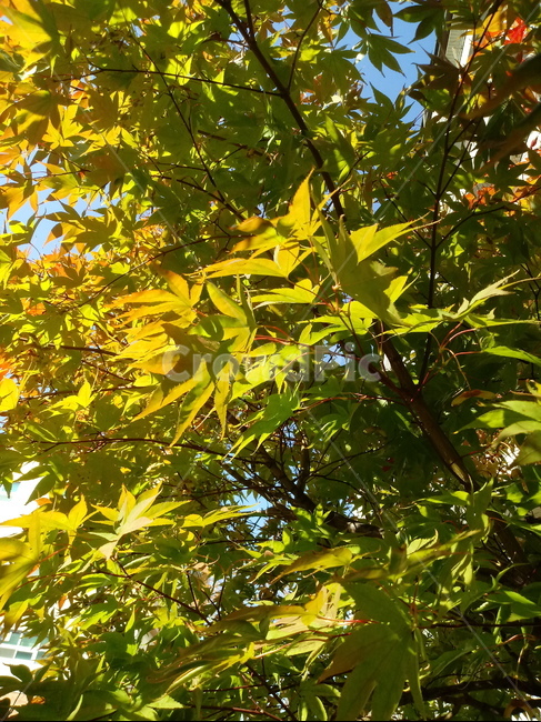 낙엽,단풍,leaf,나뭇잎,단풍나무,식물,자연,maple,나무,낙엽활엽관목,잎,붉은잎,가을,계절,fall,autumn,season,식물,자연,plants,nature,plant,tree