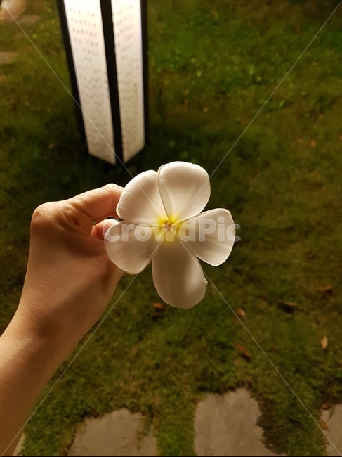 플루메리아,러브하와이꽃,알로하꽃,하와이안꽃,러브하와이,하와이,flumeria,plants,flower,꽃,꽃,flower,사람,인물,인간,human,person,신체일부,몸,body