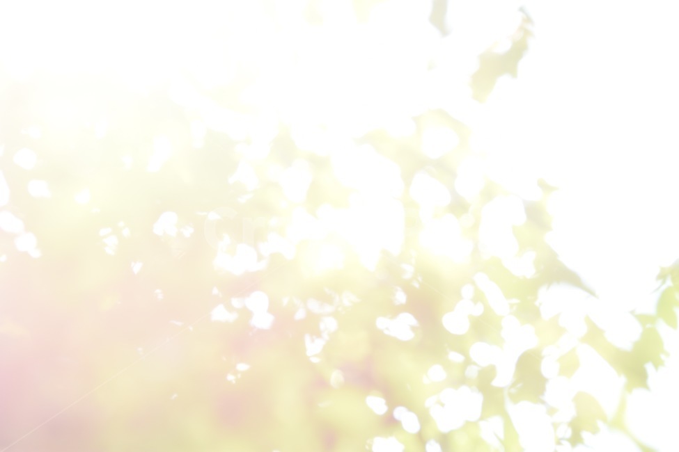 과노출,과다노출,식물,나무,햇빛,해,풍경,자연,nature,summer,여름,overexpose,overexposed,landscape,sun