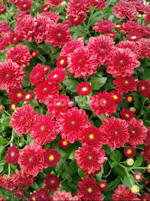꽃,식물,국화,소국,plant,blossom,가을꽃,꽃,flower