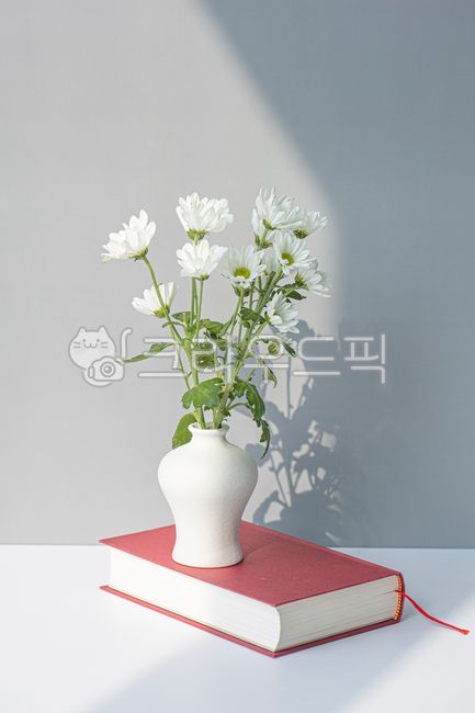 chrysanthemum flower,white flower,small country,Chrysanthemum,plant,book,vase,flower,interior