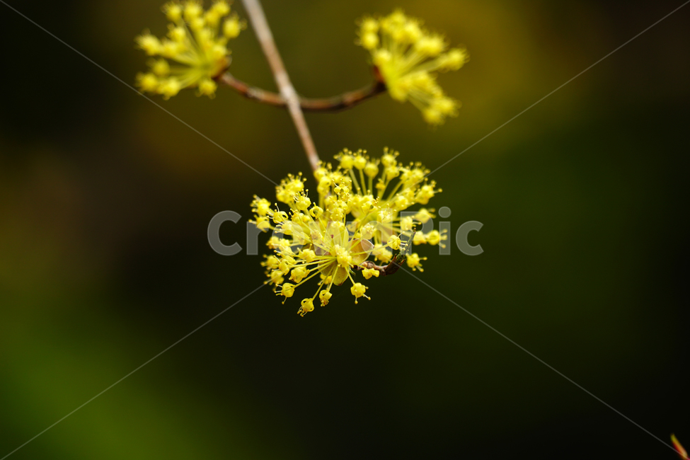 산수유,봄꽃,한국자연,꽃,꽃사진,플라워,flower,봄,spring,식물,plants,자연,nature,풍경,landscape,계절,season,snap,스냅,접사,macro,closeup,클로즈업,감성사진,감성,힐링,healing,느낌,feel,feeling,꽃밭,화단,나무,나뭇가지,tree,꽃봉오리,4월,April,봄,계절,spring,season,식물,자연,plants,nature,꽃,flower,plant,blossom