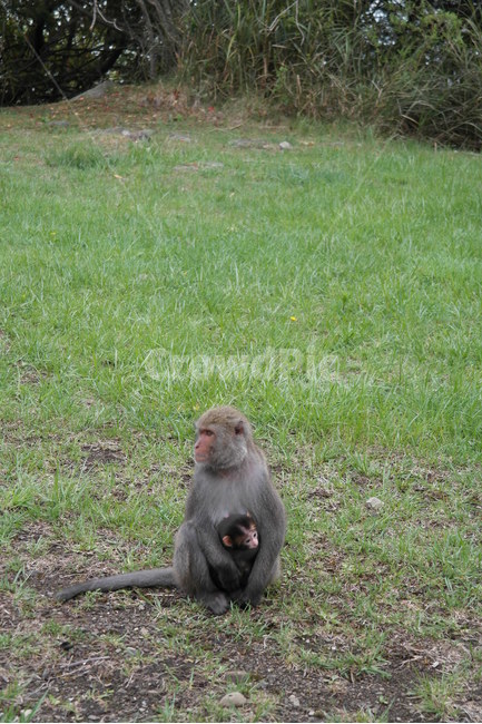 원숭이,동물,자연,일본원숭이,monkey,장난꾸러기,아기원숭이,아기,엄마,포유류,포육,동물,animal,포유류,mammal