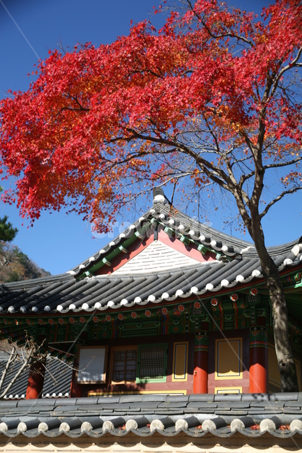 가을,단풍,계절,고건축,한국적인,한국전통,한국문화,korea