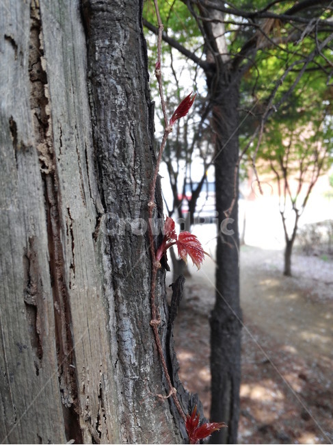 잣나무,숲,봄,덩굴식물,기생식물,새싹,잣나무껍질,침엽수,식물,자연,plants,nature,나무,trees,wood